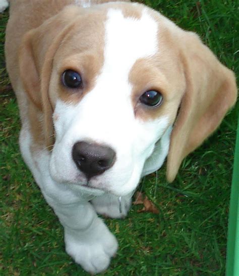 The Beagle Is A Breed Of Hunting Dog That Has Been A Popular Human