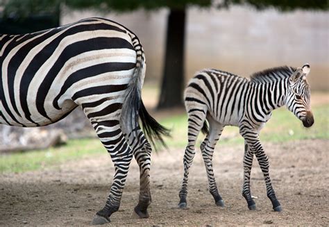 Second baby zebra born at Como Zoo | The Cities | Minnesota Public ...