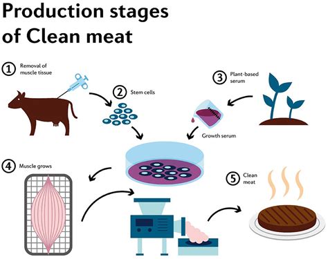 Frontiers Can Cultured Meat Be An Alternative To Farm Animal