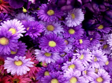 Beautiful Purple Flowers Pictures Hd Images 3
