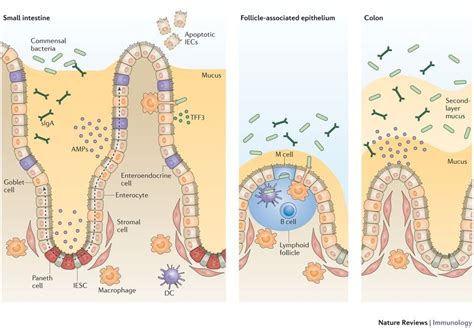 Intestinal Epithelial Cells Regulators Of Barrier Function And Immune
