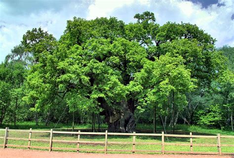 Major Oak Robin Hoods Tree Nottingham England Sherwood Forest