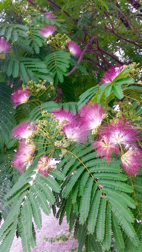 Mimosa Pudica Tree Beautiful Flowering Tree For Your Garden