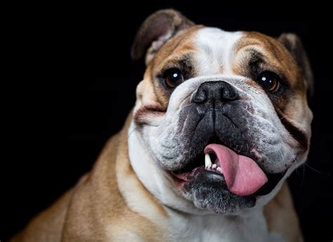 The mini bulldog is a cross of a purebred english bulldog and a purebred pug, also known as miniature bulldog or toy bulldog. Everything You Need to Know About Miniature English ...