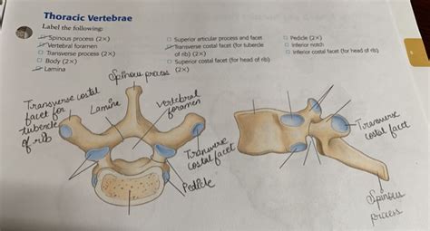 Solved Thoracic Vertebrae Label The Following Spinous Chegg Com
