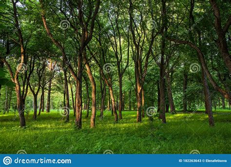 Beautiful Green Forest With Lush Foliage Of Trees Stock Image Image