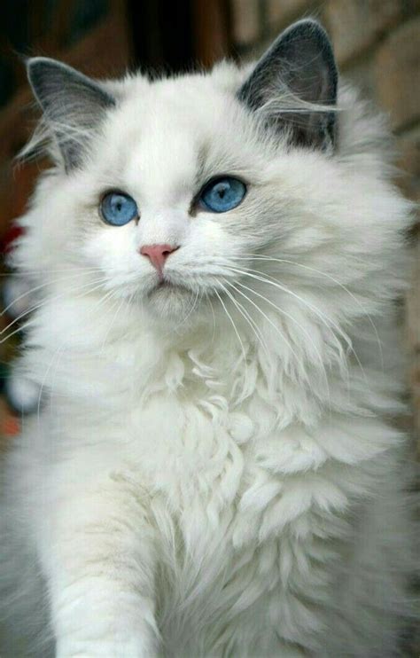 Fluffy White Cat Breeds With Blue Eyes Pets Lovers