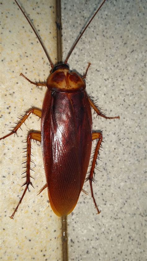 Do Roaches Carry Diseases Roach Cockroach Insect