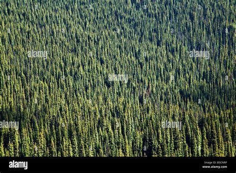 Bc Forests Hi Res Stock Photography And Images Alamy