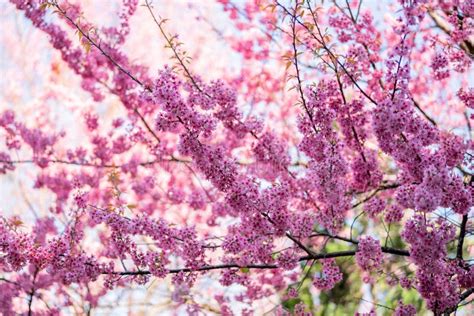 Beautiful Pink Cherry Blossoms Sakura Flowers Stock Photo Image Of