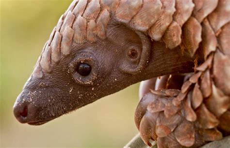 The Birth Of A Pangolin Africa Geographic