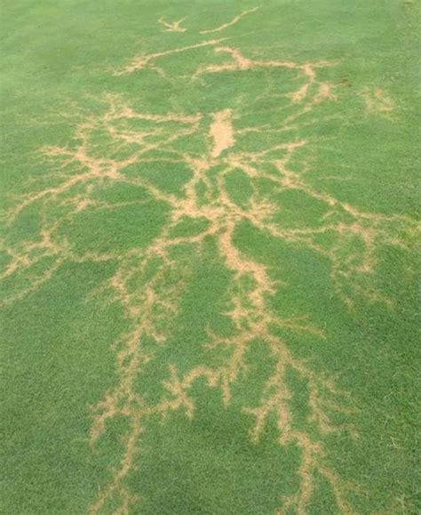 What It Looks Like After Lightning Strikes Grass At A Golf Course