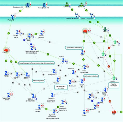 Noun biogenesis the principle that a living organism must originate from a parent organism similar to what are the differences between abiogenesis and biogenesis? Diagram Cytoskeleton Organelle - Aflam-Neeeak