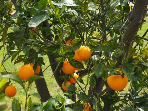 Oranges Fruits Orange Tree Citrus Free Image Download