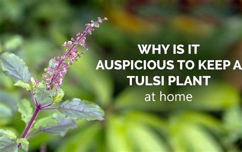 Tulasi Plant In Front Of The House Why Vedicology India