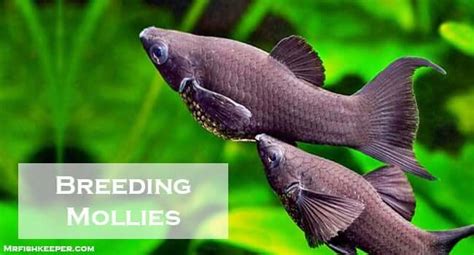 Black Molly Fish Care Diet Tank Setup Breeding And Tank Mates