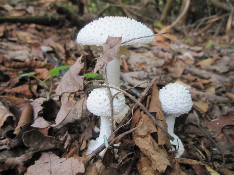 Pin On West Virginia Mushrooms