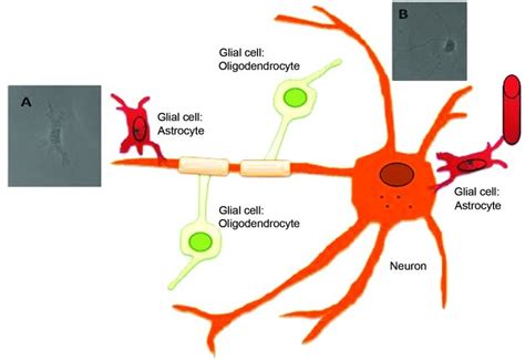 Illustration Depicting The Associations Between Neurons And Glial Cells