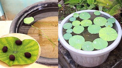 How To Grow Lotus From Seeds At Home With Update Youtube