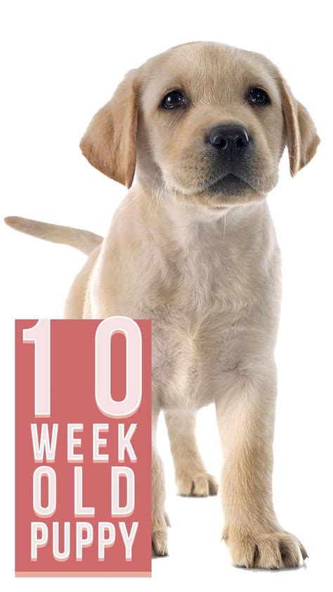 10 Week Old Puppy Thrills Spills And Problem Solving