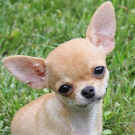 I can't resist making videos of puppies, so cute! The 25+ best Apple head chihuahua ideas on Pinterest | Apple head, Teacup chihuahua puppies and ...
