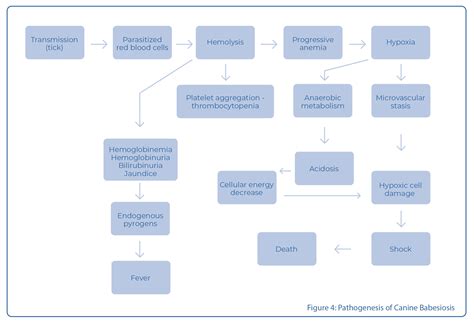 Diagnosis Of Canine Babesiosis Biogal Labs