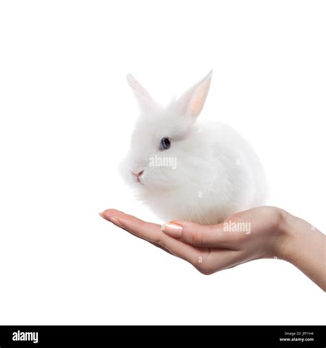 Little Rabbit In The Hands Stock Photo Alamy
