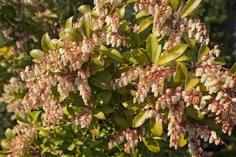 These pretty shrubs open flowers in a host of hues, including gold, pink, orange and white. 30 Best Shrubs for Shade