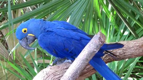 Blue Macaw Bird Song ~ Bird Call Youtube
