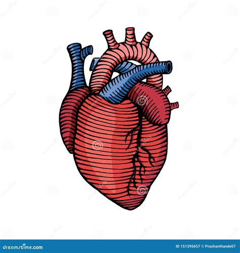 Human Heart Drawing Colored Images And Photos Finder