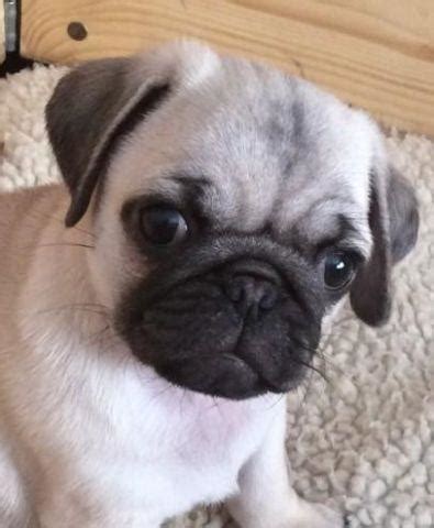 If you do not see the pug of your dreams below, contact us and let us know what you are looking for because we might just have it! Black And Fawn Pug Puppies For Sale for Sale in Warner Robins, Georgia Classified ...