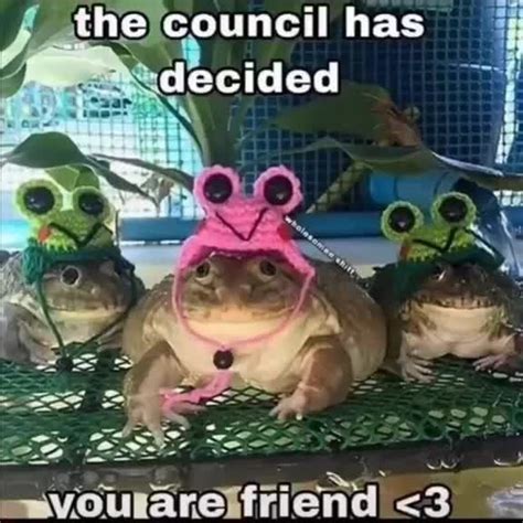 The Council Has Decided Ap Ifunny Animal Memes Memes Cute Frogs
