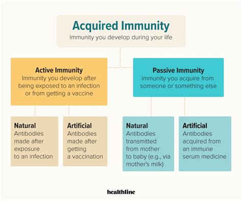 Acquired Immunity What Is It And How Do You Get It