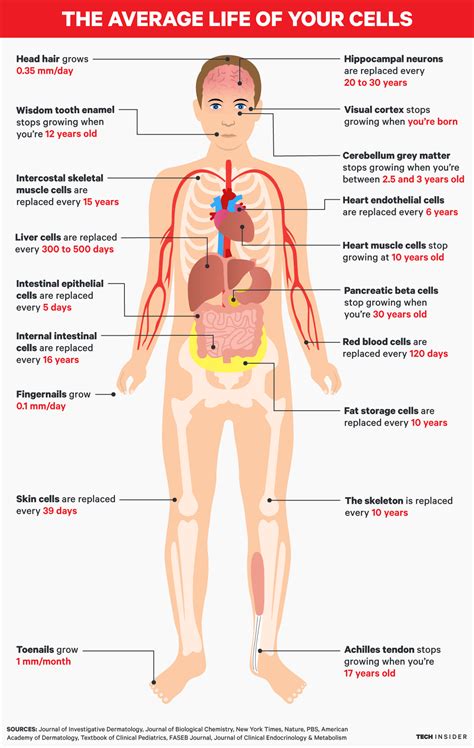 This article contains a list of human body parts names. Here's how often your body parts get replaced in your ...
