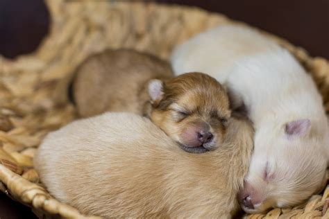 Newborn Puppy Care 5 Things You Need Aww