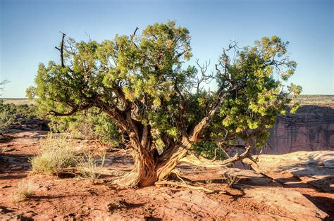 Lone Juniper Tree In Desert Photograph By Douglas Barnett Fine Art