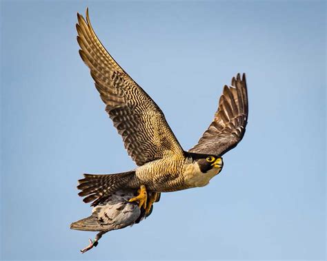 Peregrine Falcon Facts Habitat Diet Science4fun