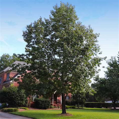 Northern Red Oak Trees for Sale | BrighterBlooms.com