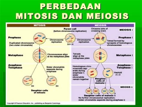 Kepentingan Mitosis Dan Meiosis Persamaan Dan Perbezaan Mitosis Riset