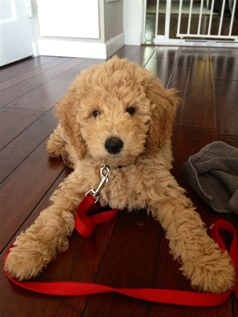 The teddy bear goldendoodle haircut. 17 Best images about {GROUP} Golden Retrievers - Best Dog ...