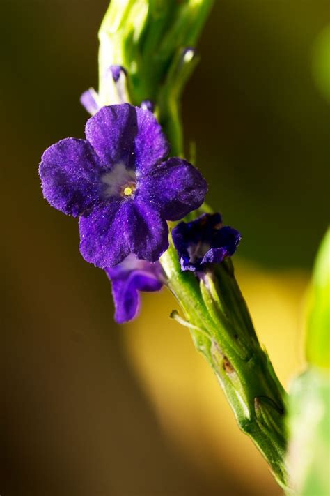 Aug 10, 2021 · look for flowers that come as single stems, with wire that runs the length of the stem and into the leaves, and a matte finish. small flower with a long stem, name unknown. Please tell ...