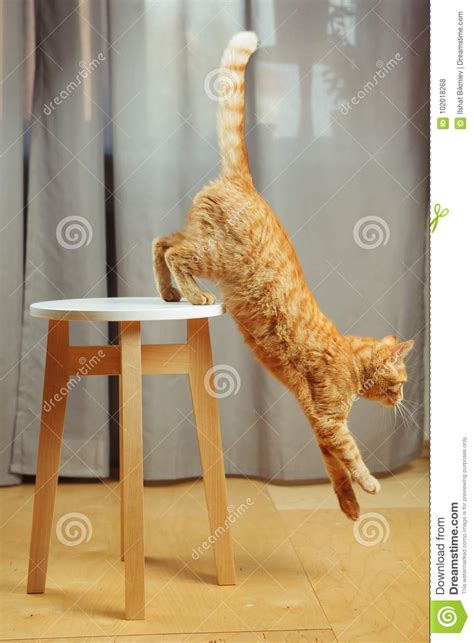 Cute Red Cat Standing Jumping From Chair Going To Escape Stock Photo