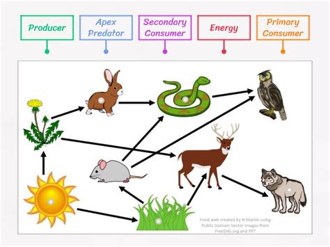 Food web by describing the different aspects surrounding it. Food Web - Labelled diagram