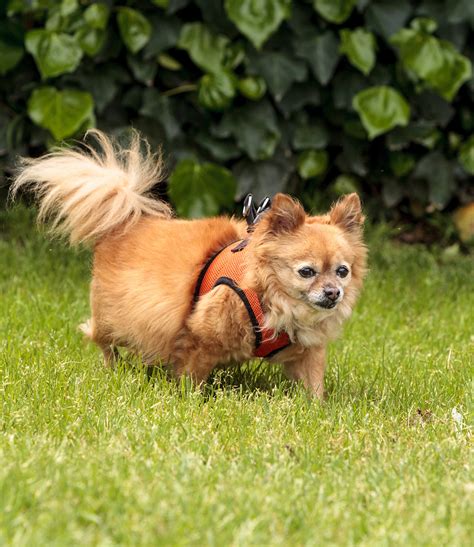 Chihuahua Pomeranian Mix Life Expectancy Pets Lovers