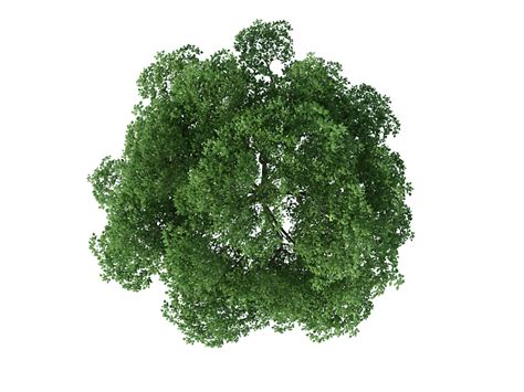 Top Tree Png Tree Png Top View Transparent Tree Top Viewpng Images
