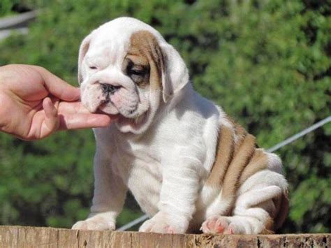 Puppyfinder.com is your source for finding an ideal puppy for sale near melbourne, florida, usa area. English Bulldog Puppy for Sale in Melbourne, Florida Classified | AmericanListed.com