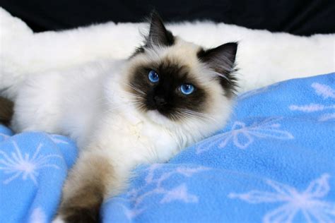 All kittens have been wormed with panacur flea treated with effipro they are eating wet and dry food and are litter trained. Ragdoll Kittens For Sale Near Me Cheap - petfinder