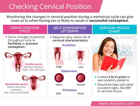 Checking Cervical Position Shecares