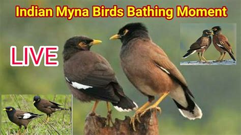 Live Indian Myna Birds মইনা শালিকী চৰাইৰ স্নানৰ সময়ৰ এটি মুহূৰ্ত