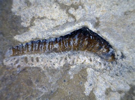 After Earth’s Worst Mass Extinction, Life Rebounded Rapidly, Fossils